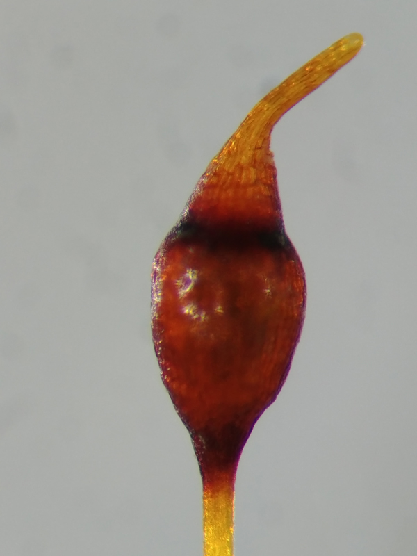 Hymenostylium recurvirostrum